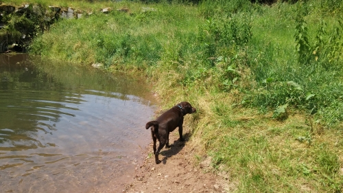 Ferienhaus mit Hund in Schweden